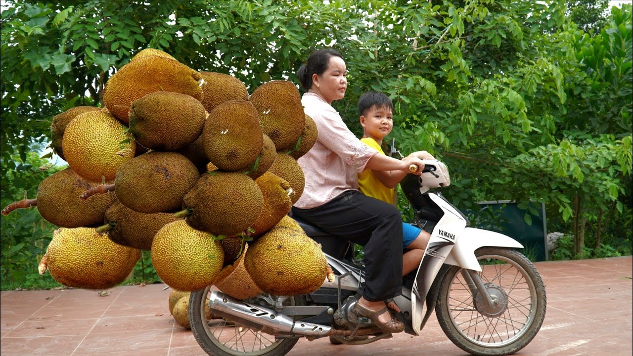 Village life - Harvest season of ripe jackfruit - Son comes home from school.