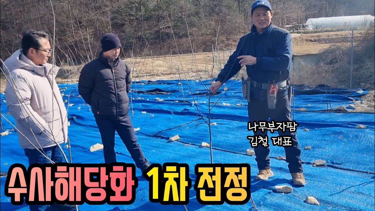 [세로영상] 수사해당화 1차전정 교육영상  feat 나무부자팜 김철대표 