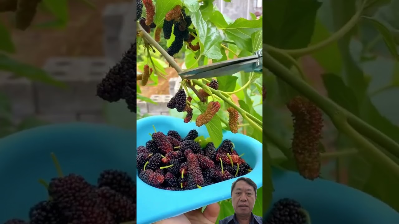 Thu Hoạch Quả D&acirc;u Tằm Tươi #mulberry #harvesting #satisfying