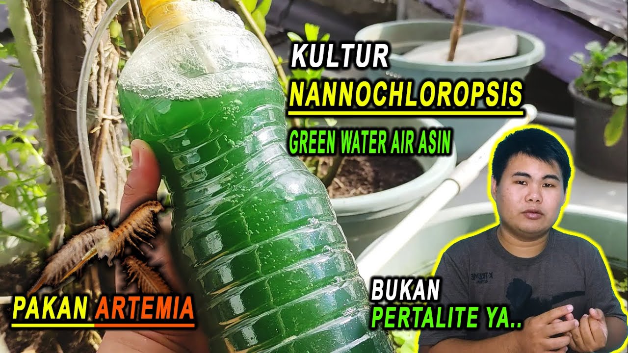 Cara Kultur Nannochloropsis | Green Water Air Asin - Pakan Artemia Terbaik