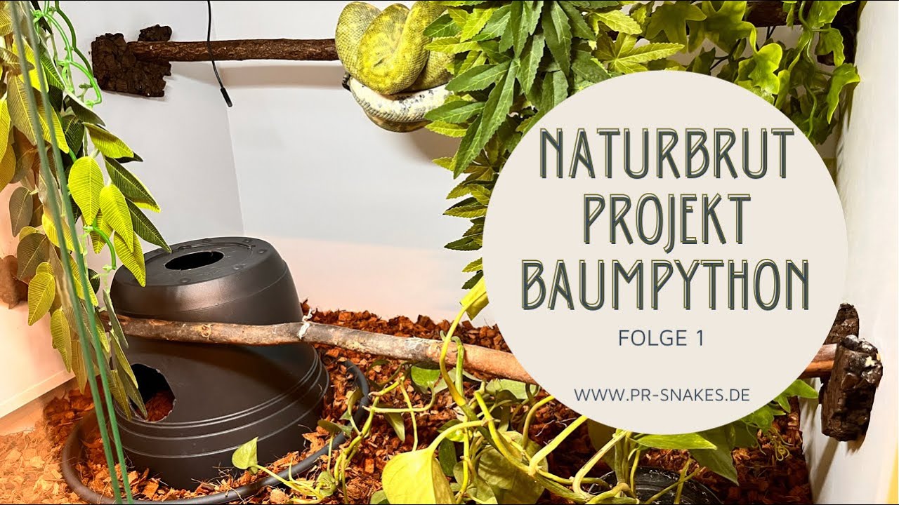 Baumpython Naturbrut Projekt Folge 1 - Terraristik Information