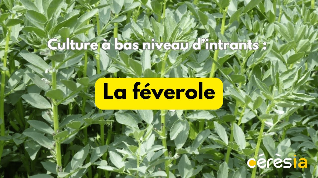 Culture à bas niveau d'intrants : la féverole