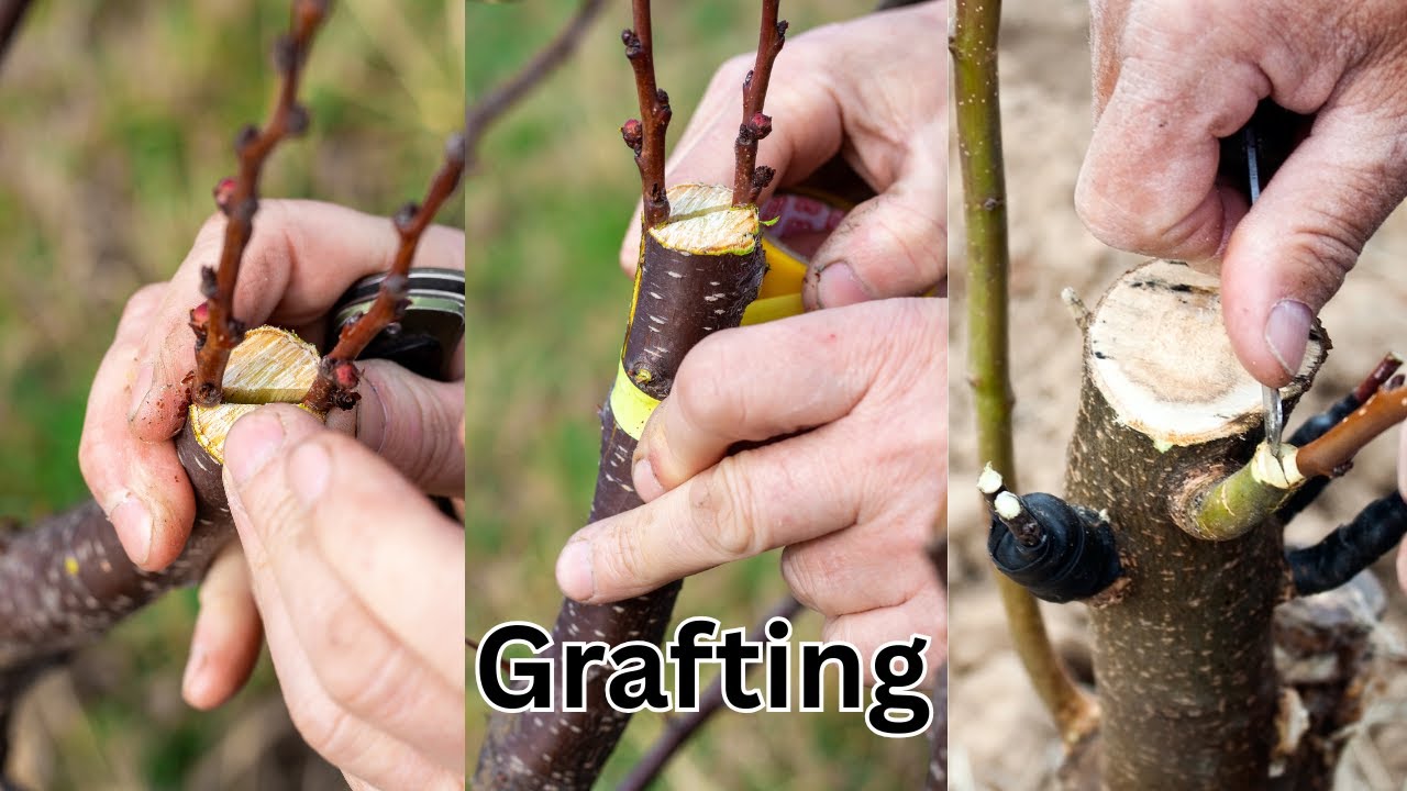 Best grafting technique for plants #bonsai #asmr #shorts #grafting