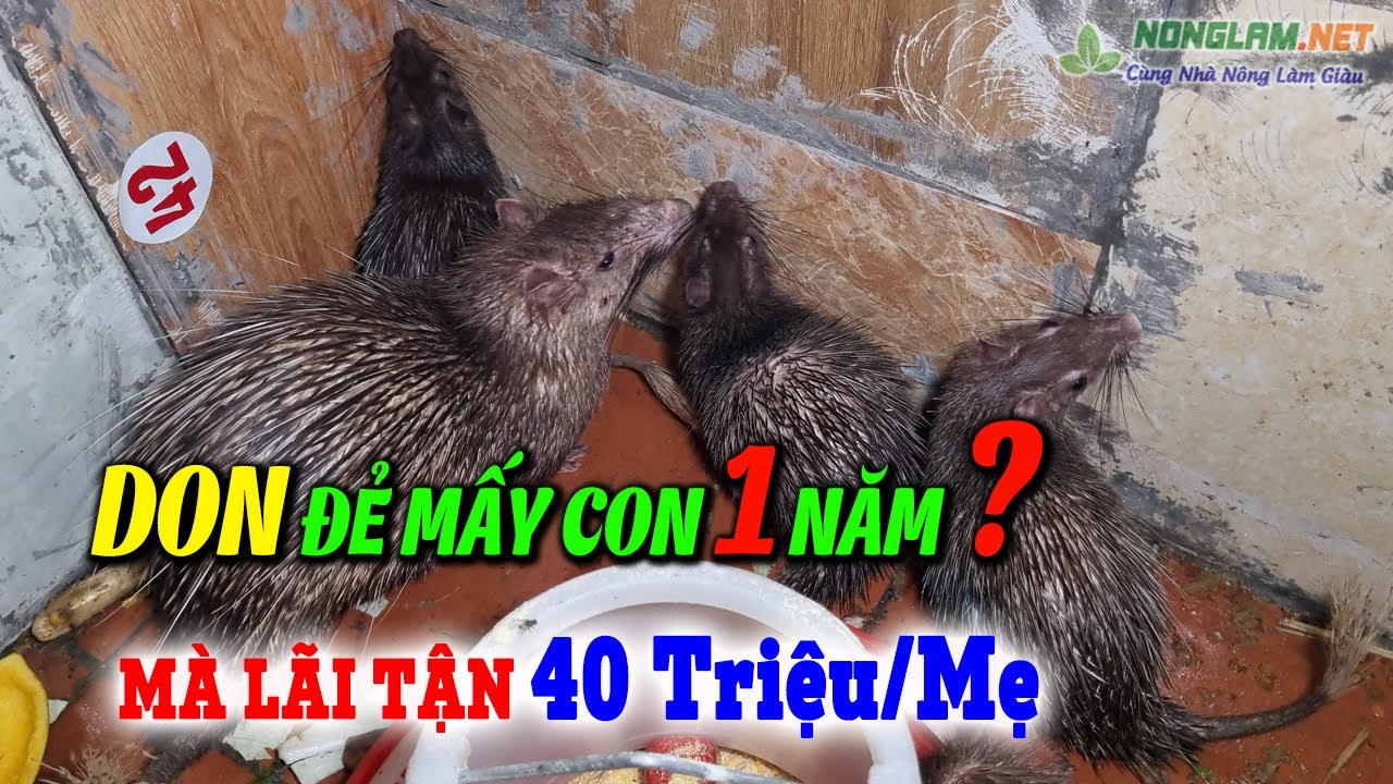 Nuôi Don Sinh Sản: Những Điều Cơ Bản Nhất Định Phải Biết | Don Đẻ Bao Nhiêu Con 1 Năm ?