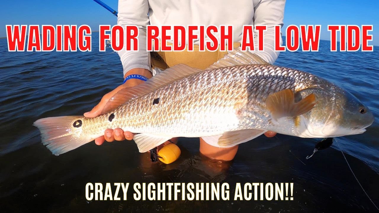 Wading For Redfish At Low Tide (Crazy Sightfishing Action!)