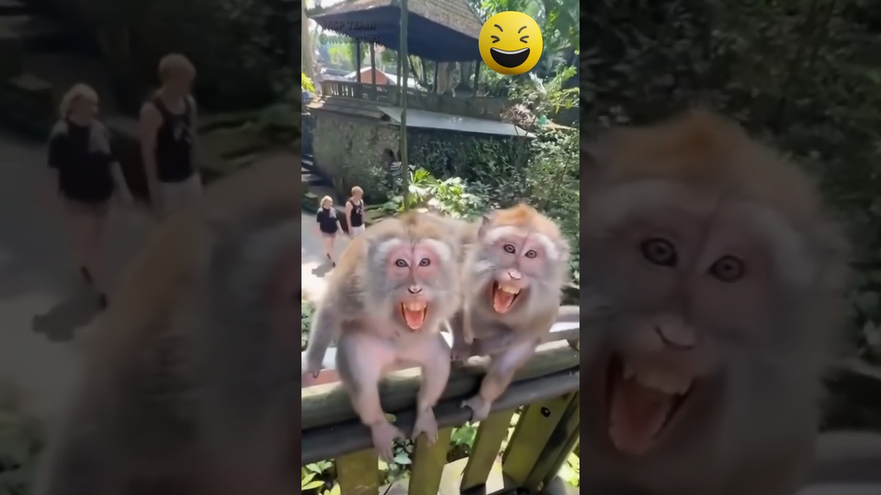 обезьяны рулят 🤣🤣🤣 monkey #смешновидео #monkey #обезьяны #смешно #funny #смешнойшортс
