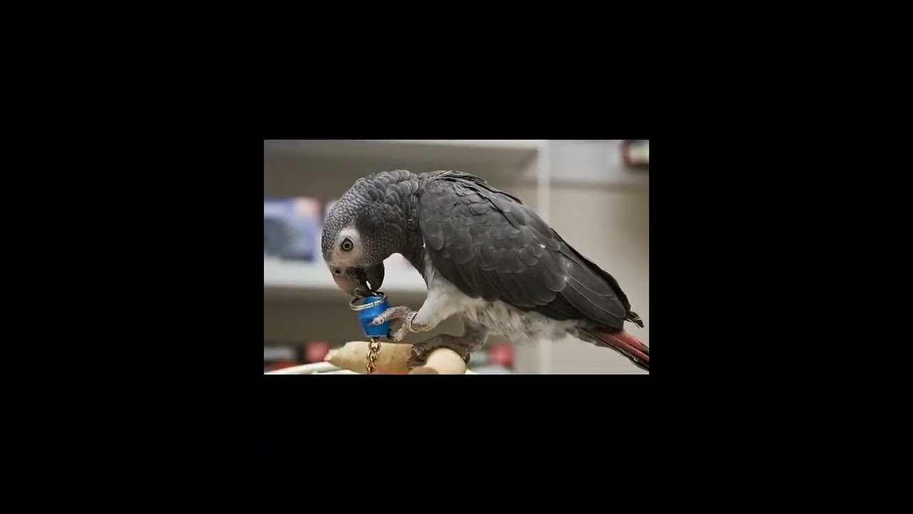 How are Psittacus erithacus trained?How to buy Psittacus erithacus?