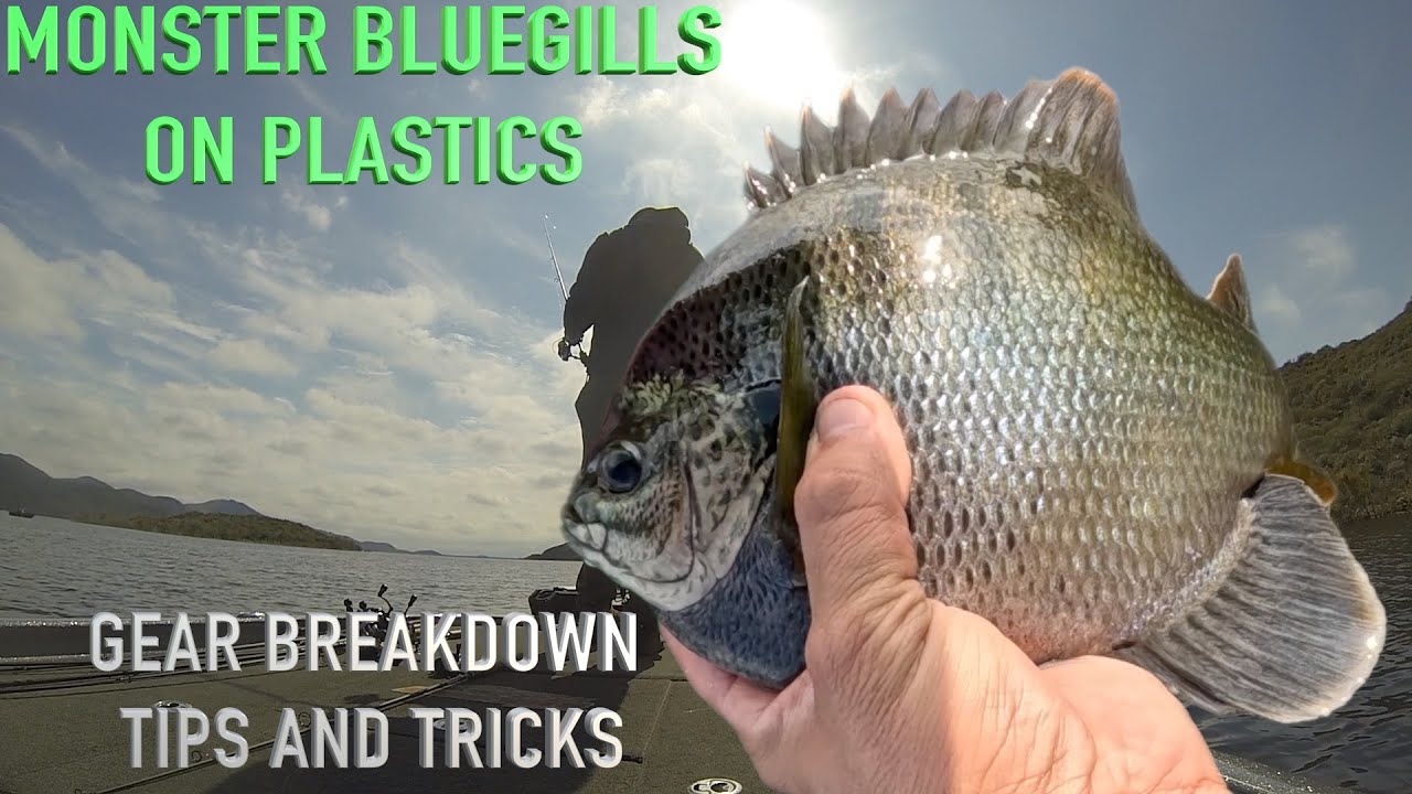 🎣 Monster Bluegills on Plastics at Diamond Valley Lake | Dobyns Sierra Trout & Panfish STP791SF 🐟