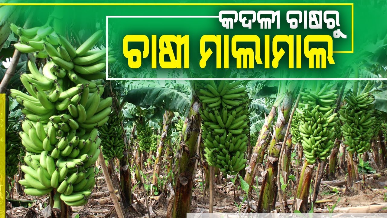 ଦେଶୀ କଦଳୀ ଚାଷରୁ ଚାଷୀ ଲକ୍ଷପତି || Banana Farming in Odisha || Start Banana Cultivation in Odisha.
