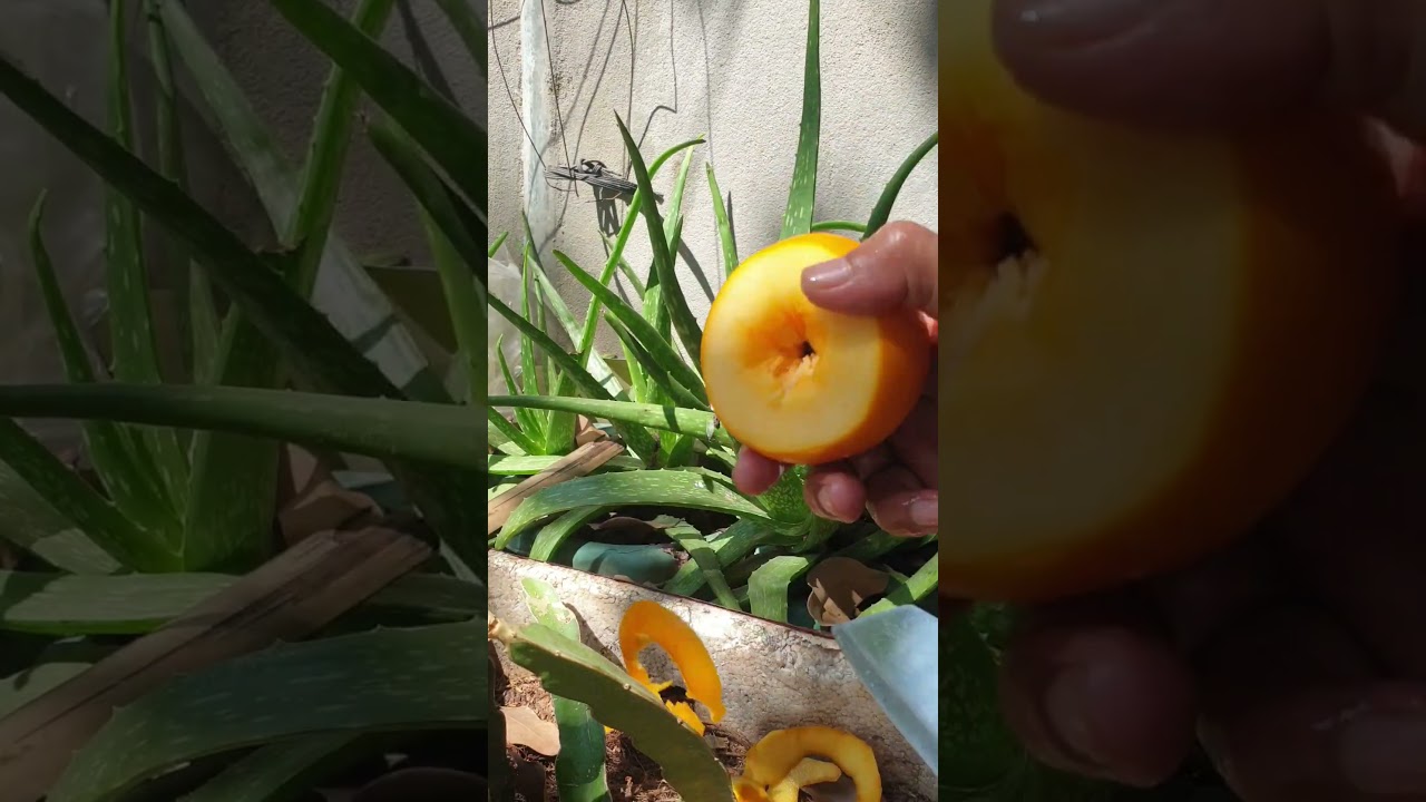 what amazing fruit #fruit #exoticfruit #asianfruit #satisfying #starfruit #fruitsworld