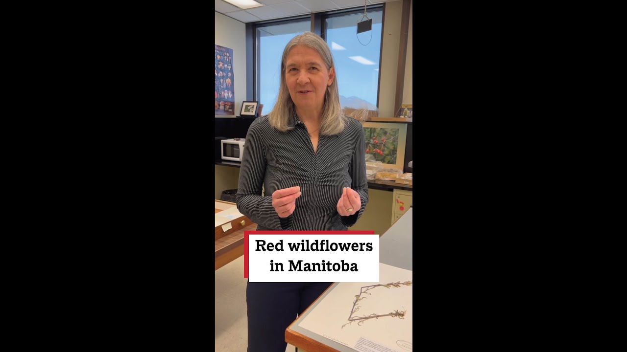 Did you know that Manitoba has no Red Wildflowers?