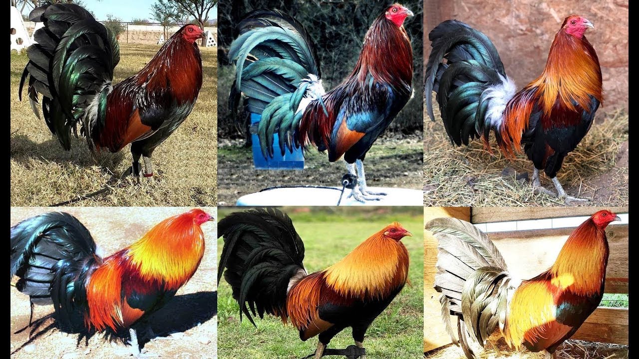 EL COLOR EN LOS GALLOS