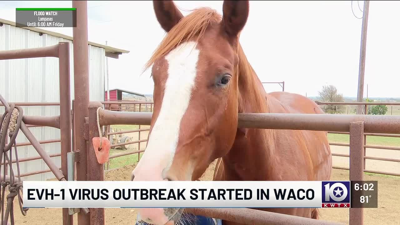 Two cases confirmed as Equine Herpes Virus outbreak begins in Waco, Texas
