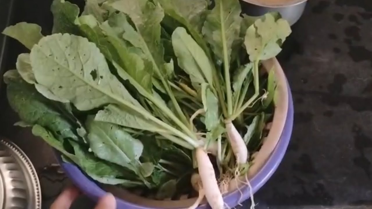 मुळयाची भाजी बनवली |Mula bhaji#vlogmarathi #konkan#gav #youtubevideo#recipe 