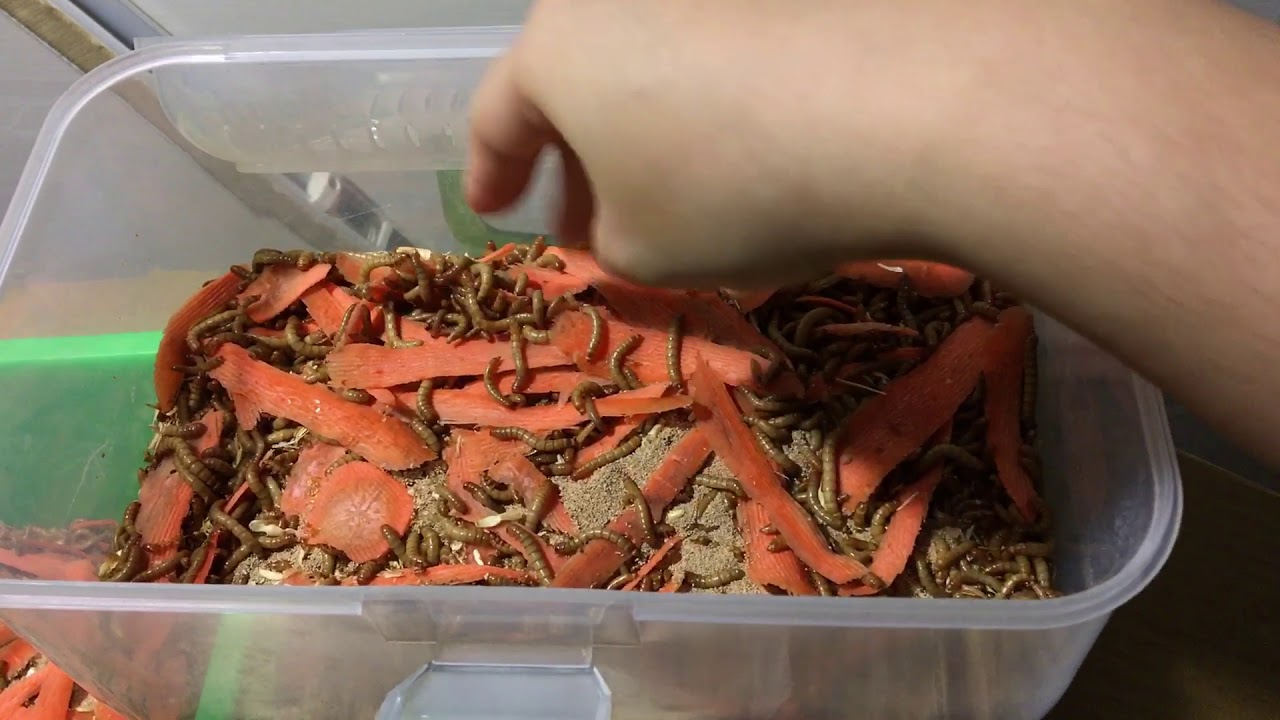 麵包蟲繁殖紀錄（四）深夜點心時間🥕
