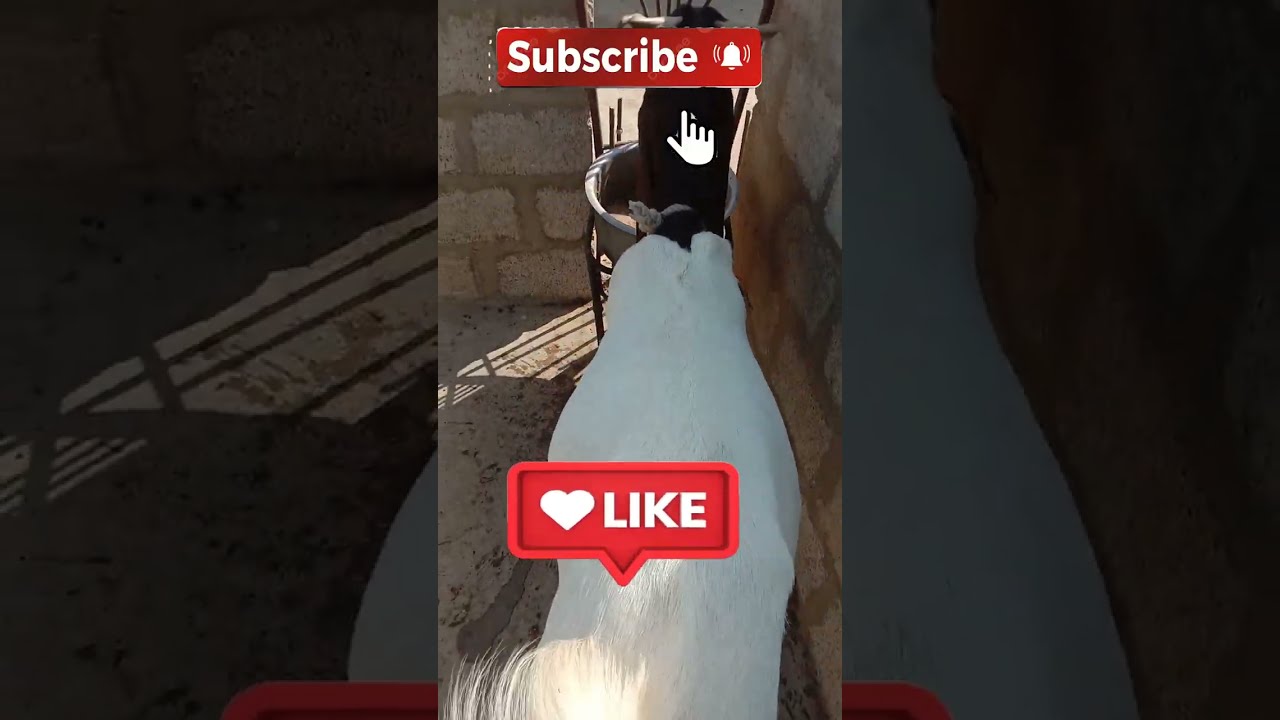 Kamzor Bakriyon Ko Mota Karny Ka Asan Tareka