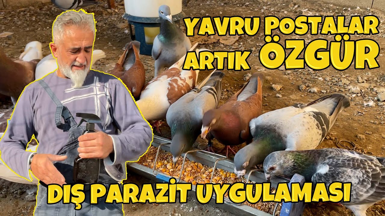 Yavru Posta Güvercinlerin Bantlarını açtım, Tüm Kuşlara Parazit için Blotec uyguladım. TELİF YEDİM !