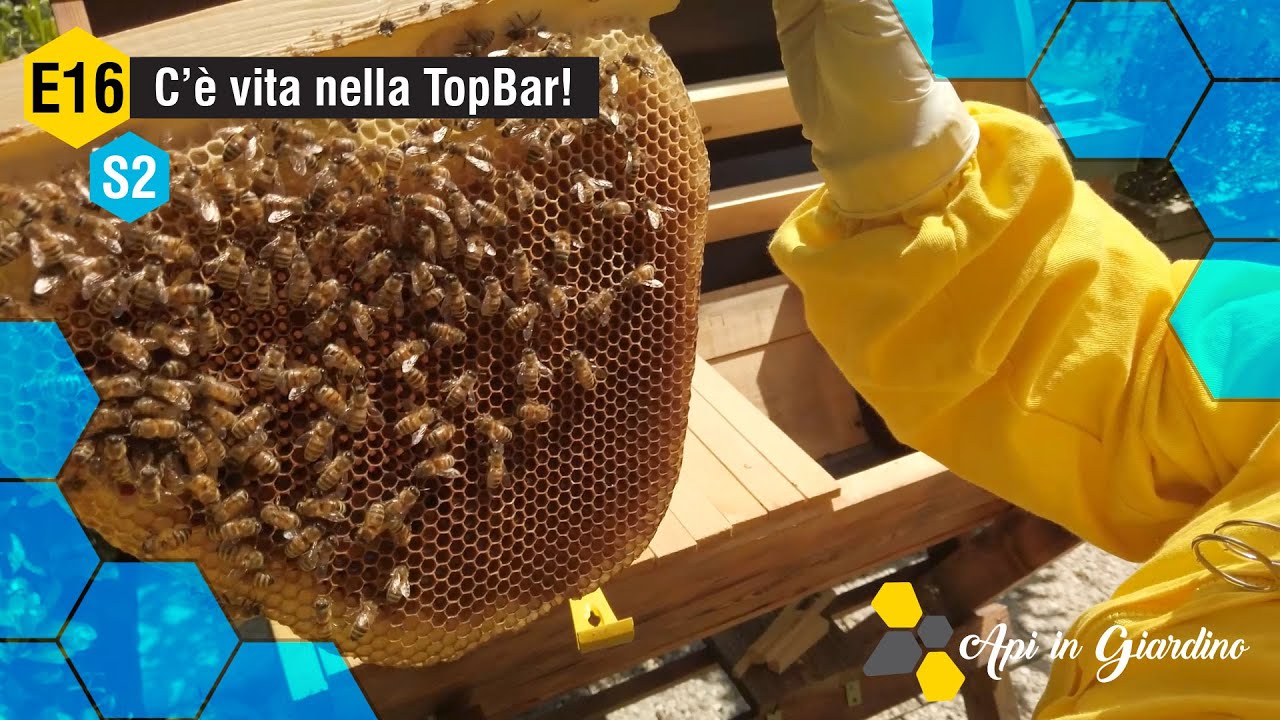 AiG - S2 E16 - В TopBar есть жизнь! 🐝👍