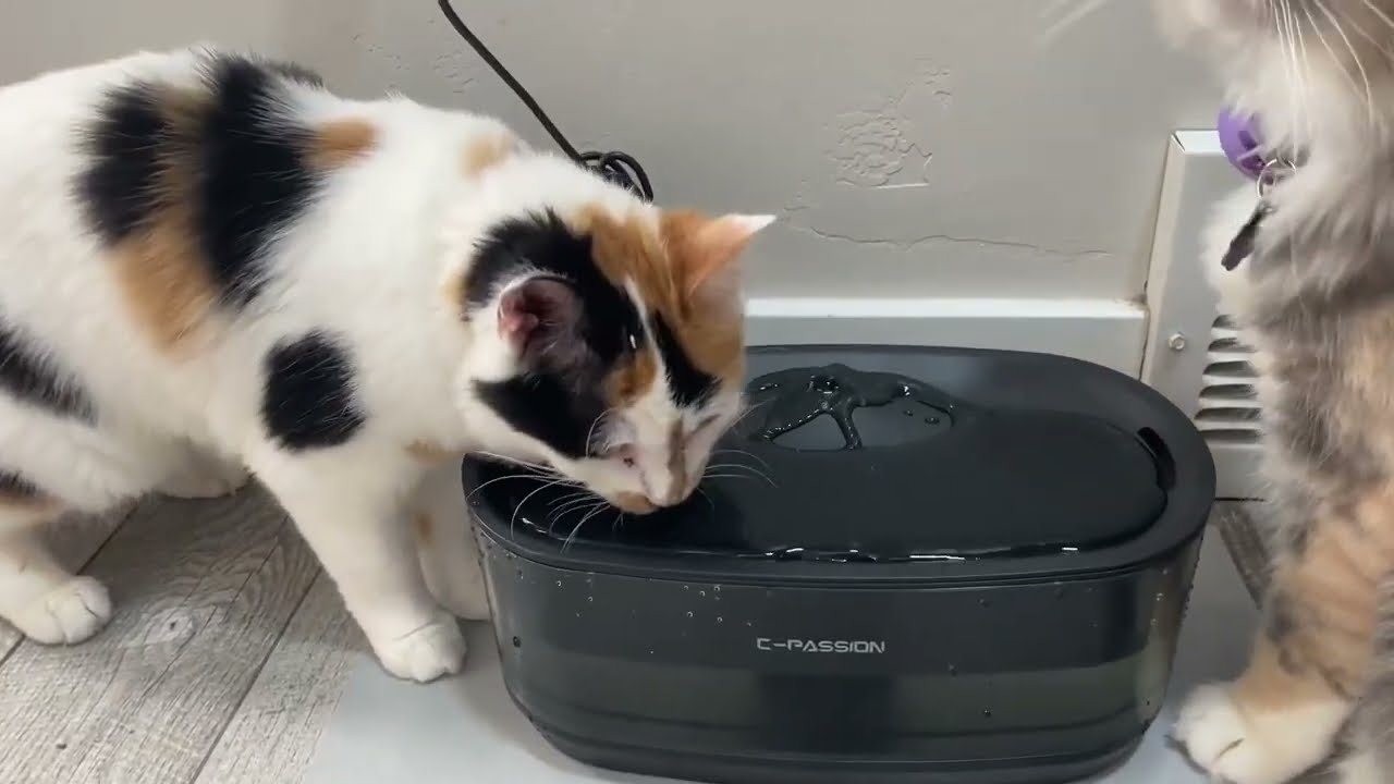 Cat Water Fountain,Cat Water Dispenser for Cats Inside,Easy to Clean,BPA Free Dog Water Dispenser wi