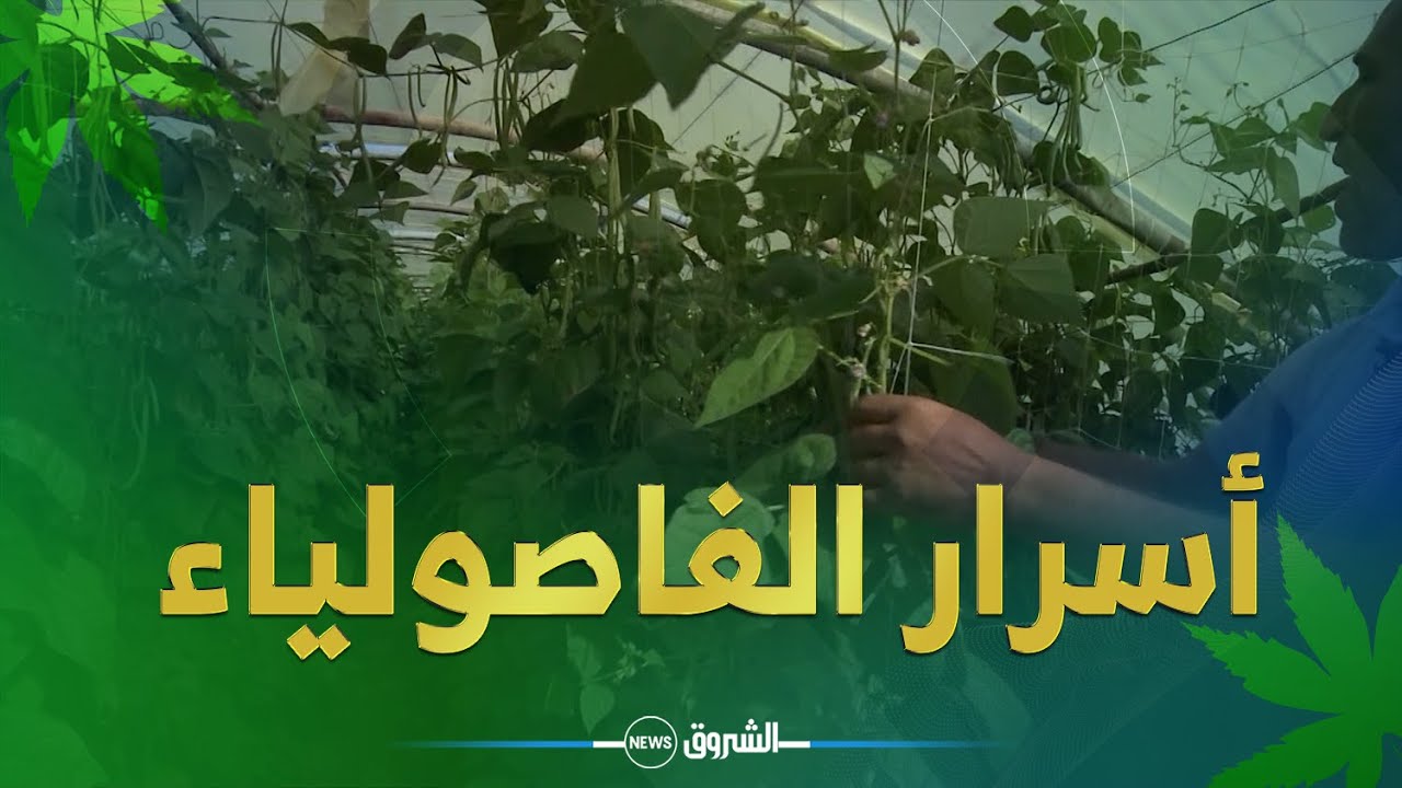 خيرات بلادي 🌿| أســـرار الفاصوليـــــاء