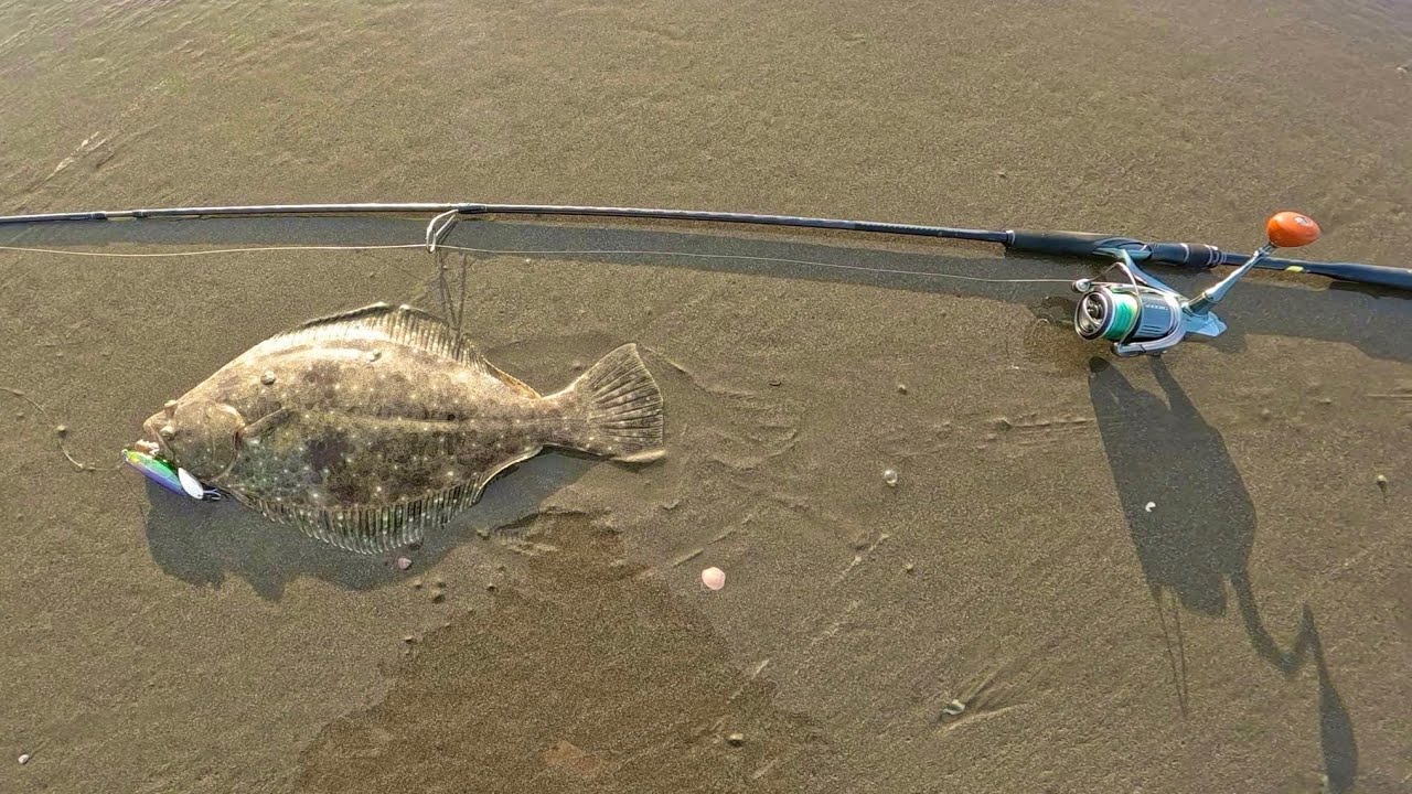 【 九十九里浜 ヒラメ 】 シャルダス　Kujukuri surf　Flounder　2024.10.16 #fishing