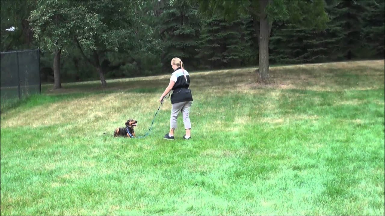 Nala - Trained Boot Camp Dog (demonstration)