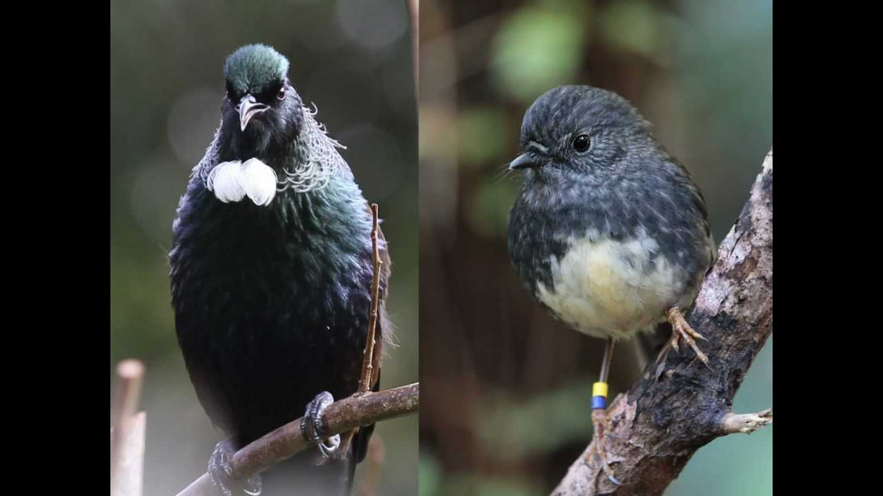 Waitakere Ranges and Aucklands West Coast Wildlife