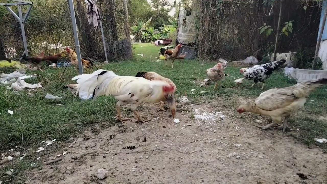 Just a big bucket of rice for many chickens to eat