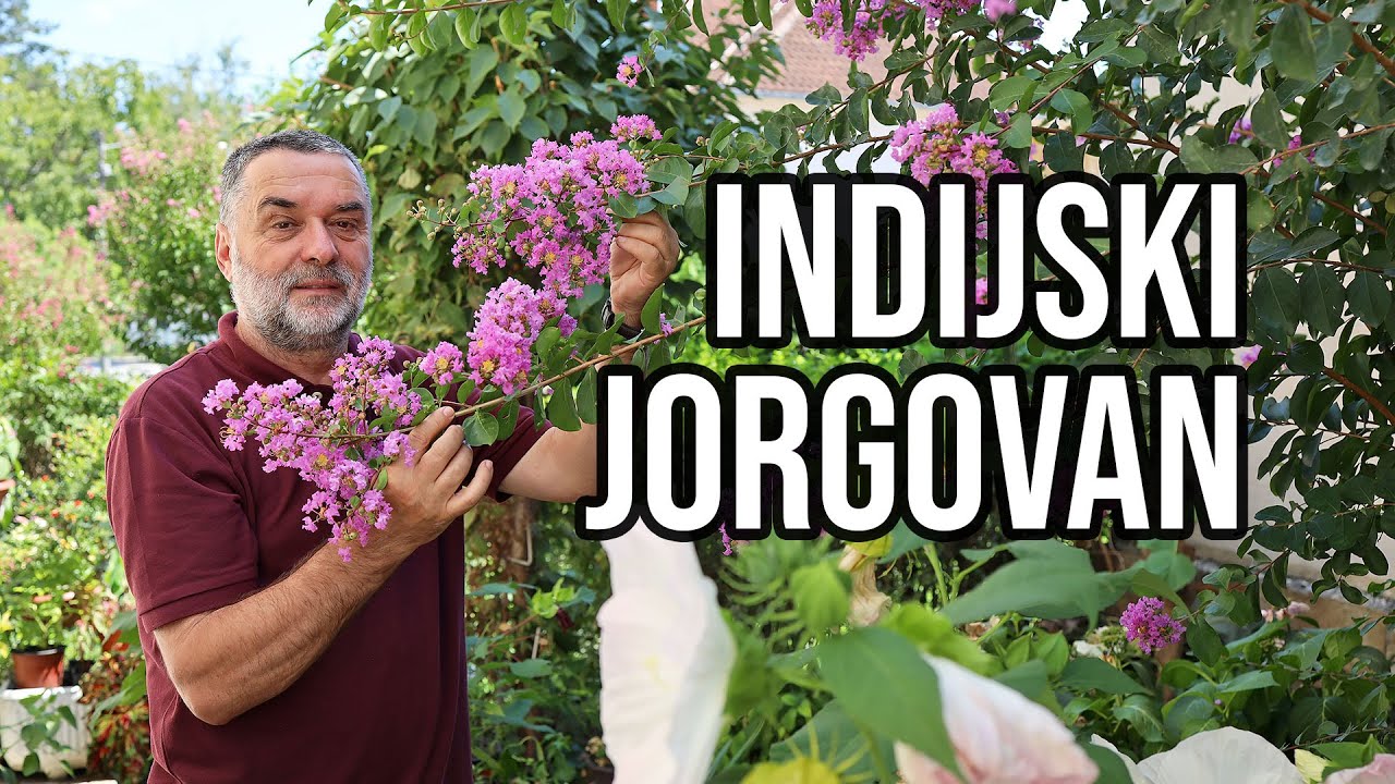 Indijski jorgovan
