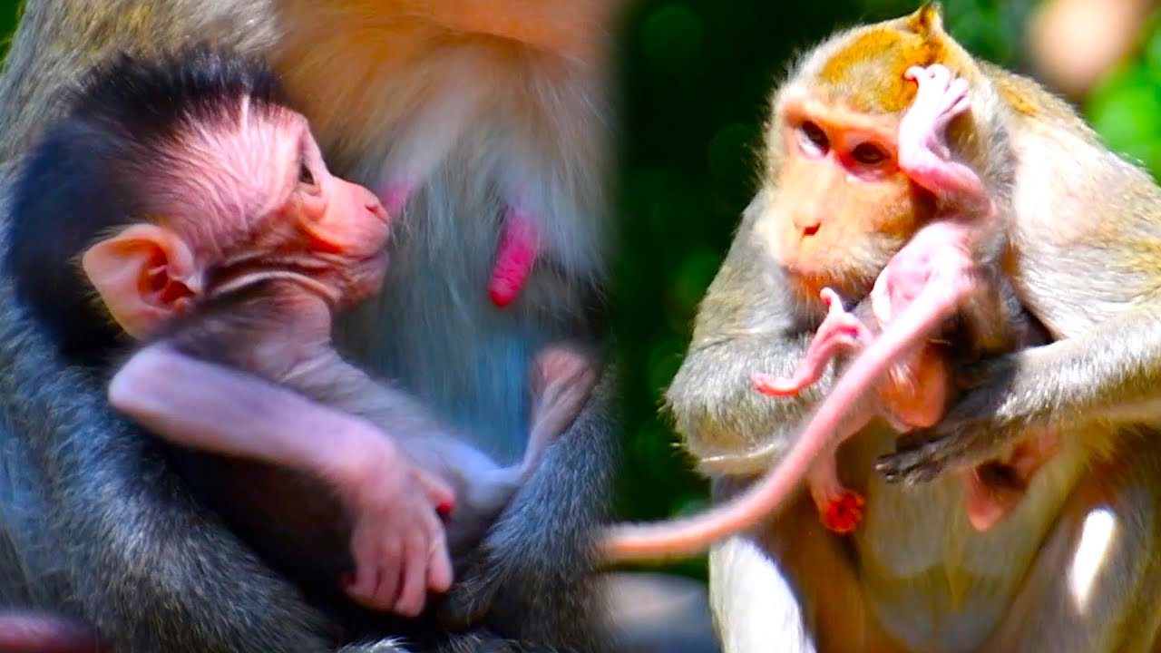 Pretty A Movement Mom Monkey Macaque Very Active Take Care Her Cute Baby