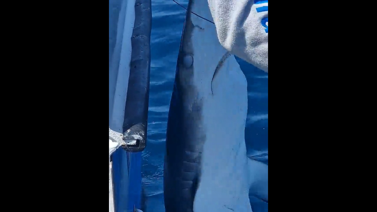 SHARKS in the UK 
