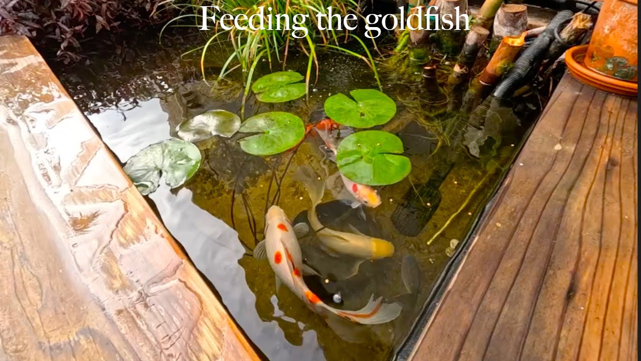 Goldfish Feeding Time...