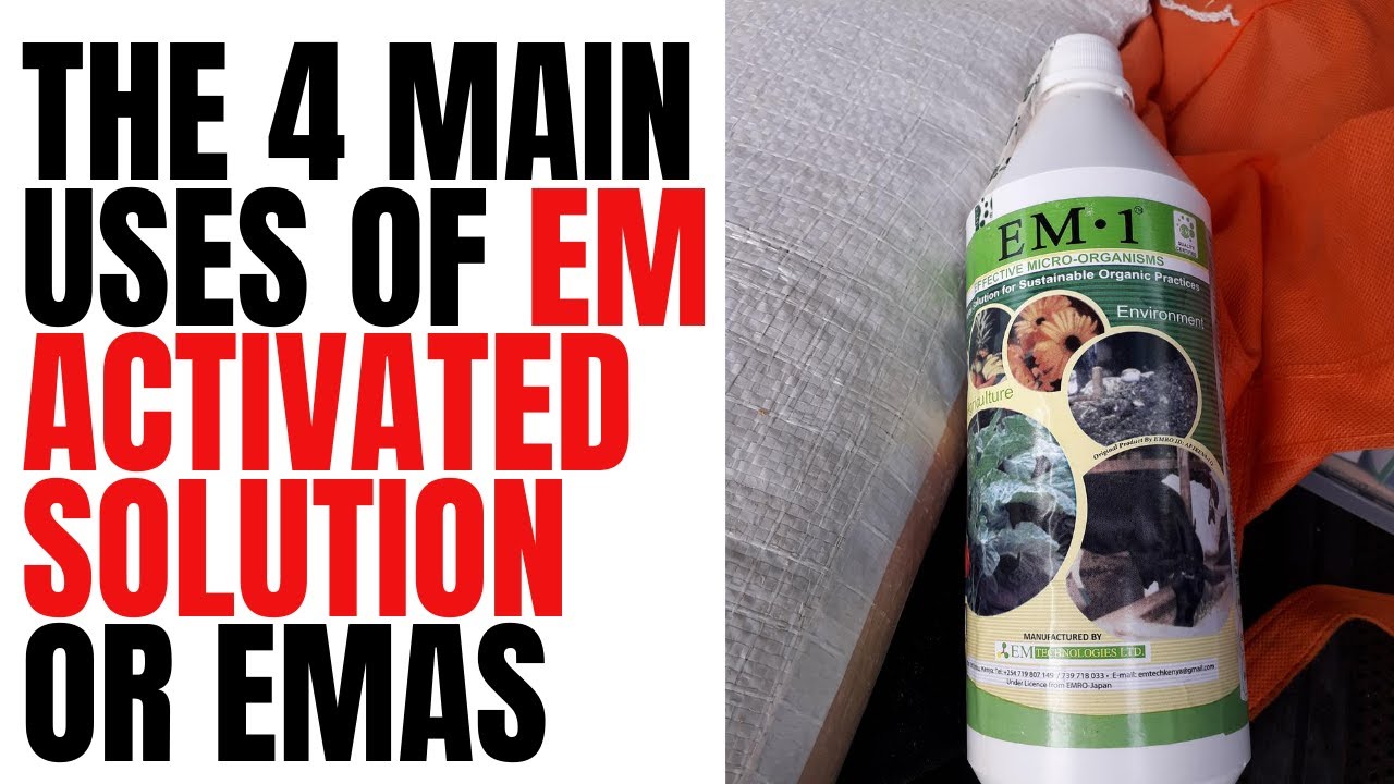 Как я использую активированный раствор EM (EMAS) на ферме Фредди