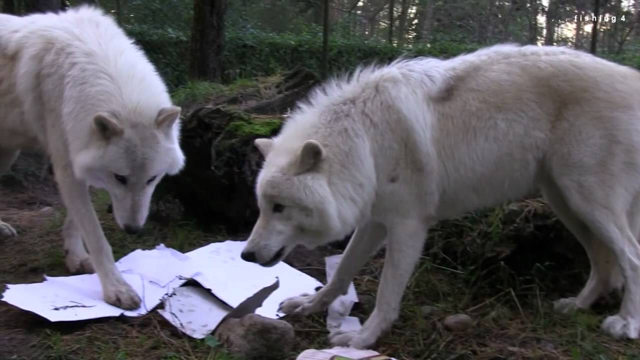 WOLF CALENDAR 2012