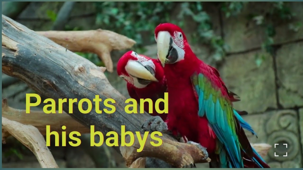 Parrots and   his babys #birds #parrot #parrotlover #parrotvideo #@savijadhav004