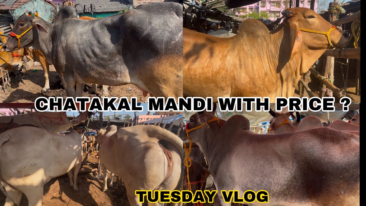 CHATAKAL COW MANDI | WITH PRICE | TUESDAY VLOG | ANDHRA , HARYANA COWS | FOR SALE | KOLKATA COW 2025