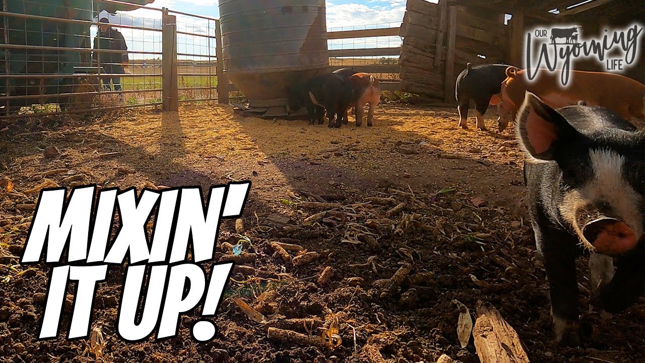 Making Pig Food and Saving the Ranch $$$