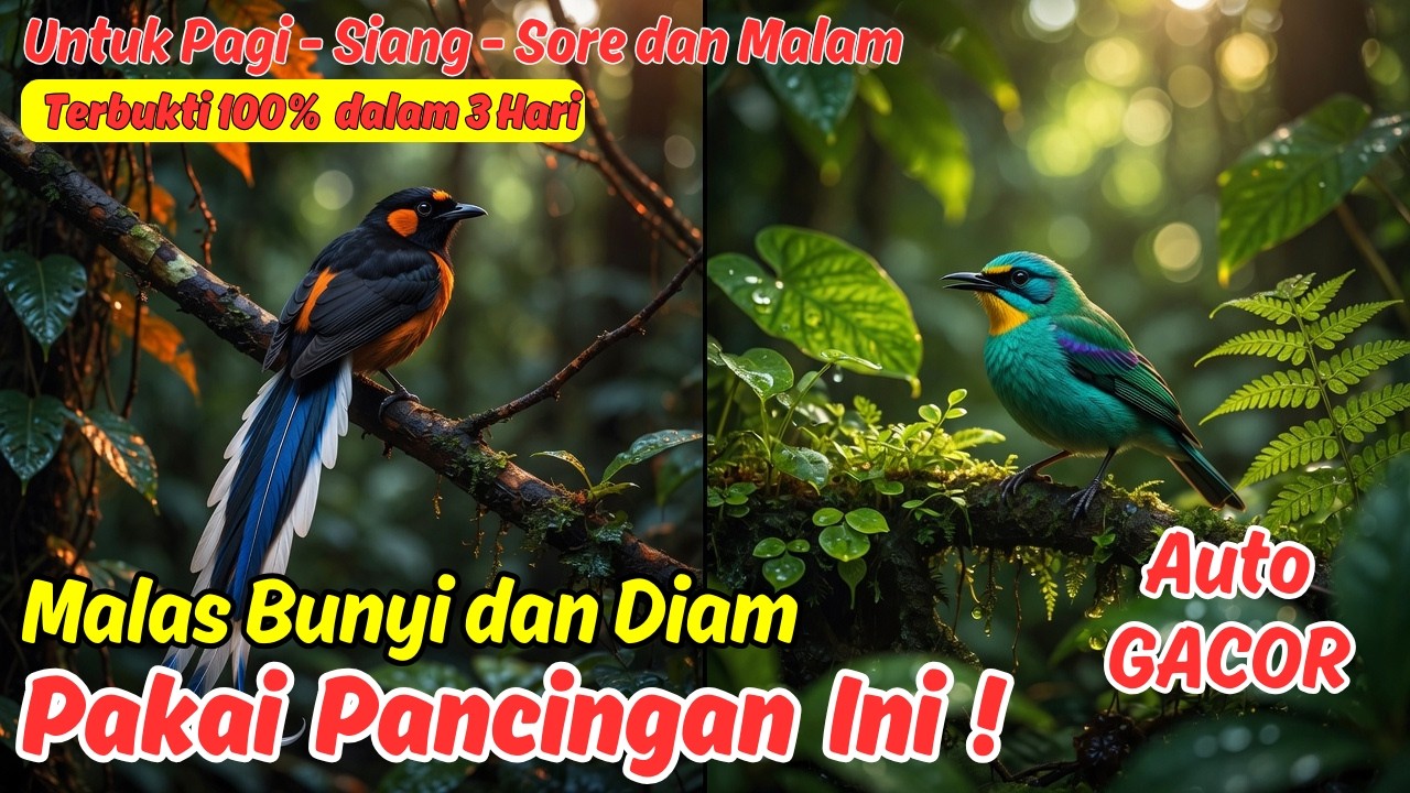 Masteran atau Pancingan Murai Batu Harian Viral 2026 Kicau Mania