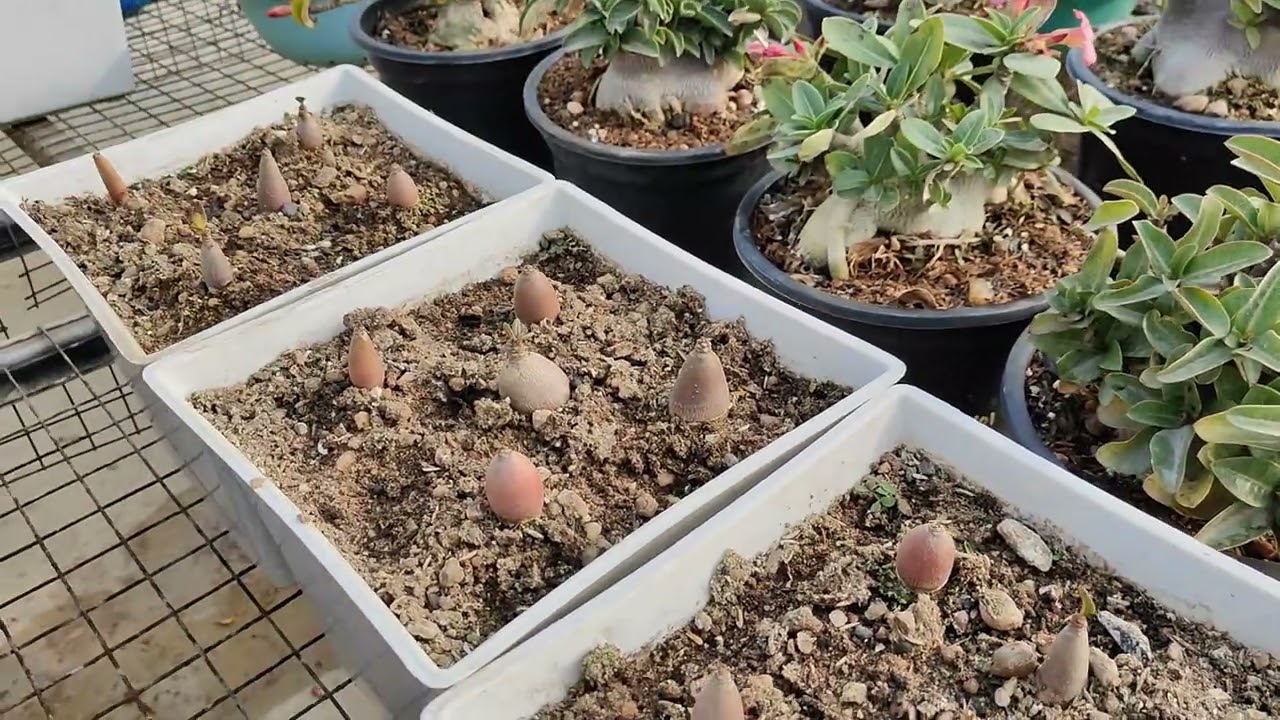 फरवरी में अडेनियम में पानी कैसे दे जिससे रॉट न हो | watering pattern in adenium in February