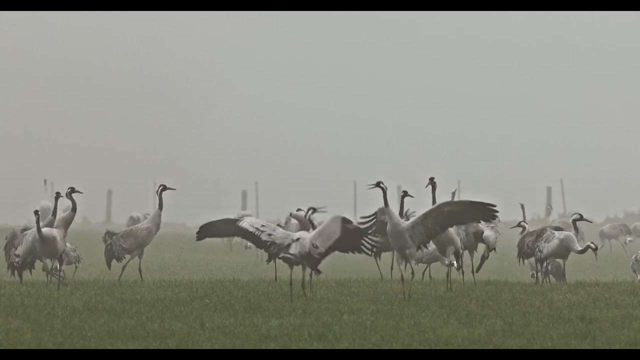 Kraanvogel (Bütgenbach)