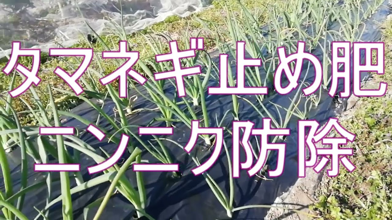 タマネギ止め肥　ニンニク防除