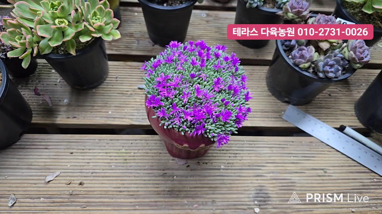 테라스 다육농원 라이브 방송  02/20