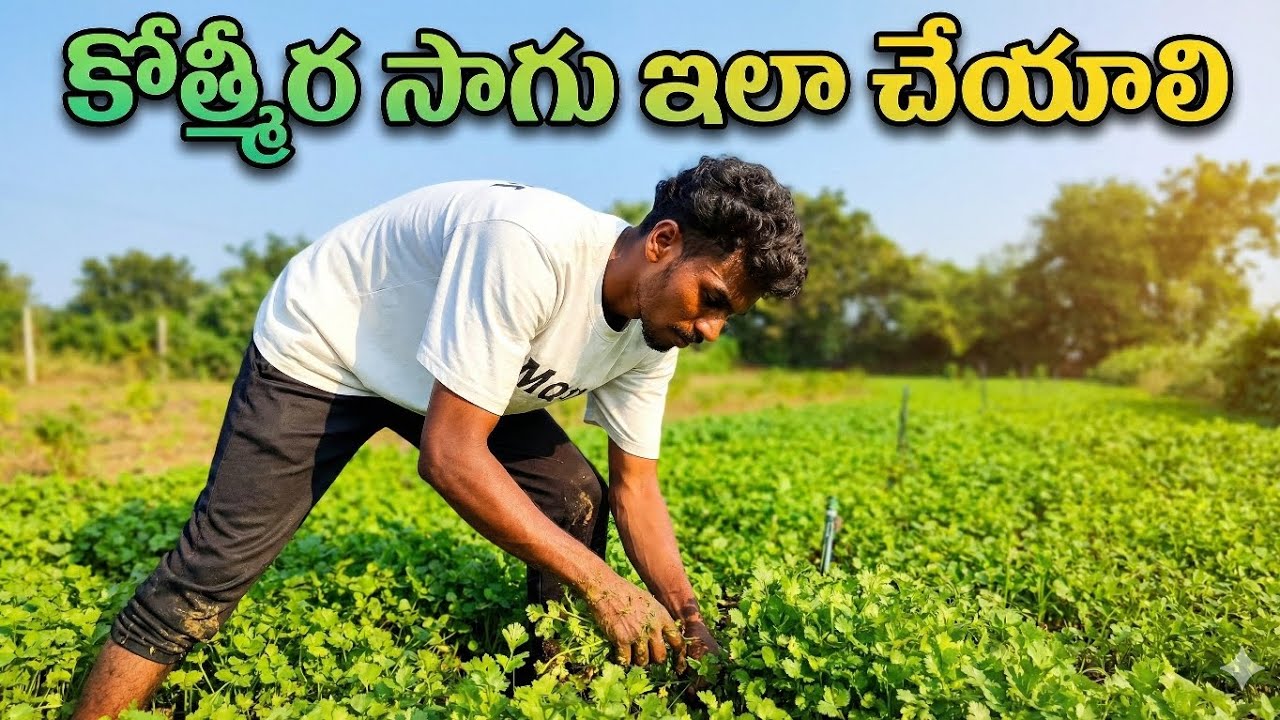 అధిక లాభాల కోసం కొత్తిమీర సాగు ఇలా చేయండి | Best Tips for High Yield Coriander Farming