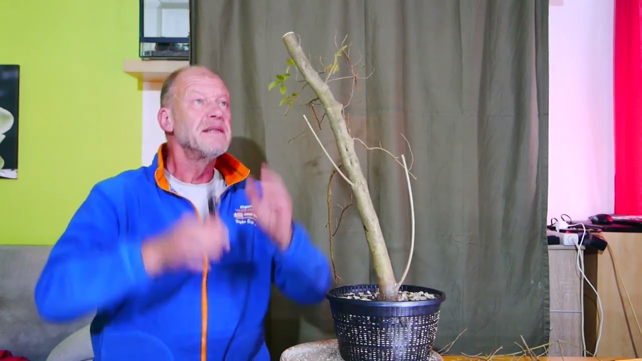 Rückblick mit Liguster (Ligustrum)