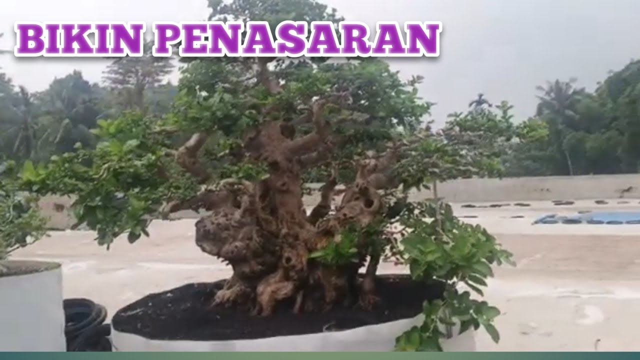 Belajar dan Belanja Bonsai 085336075859