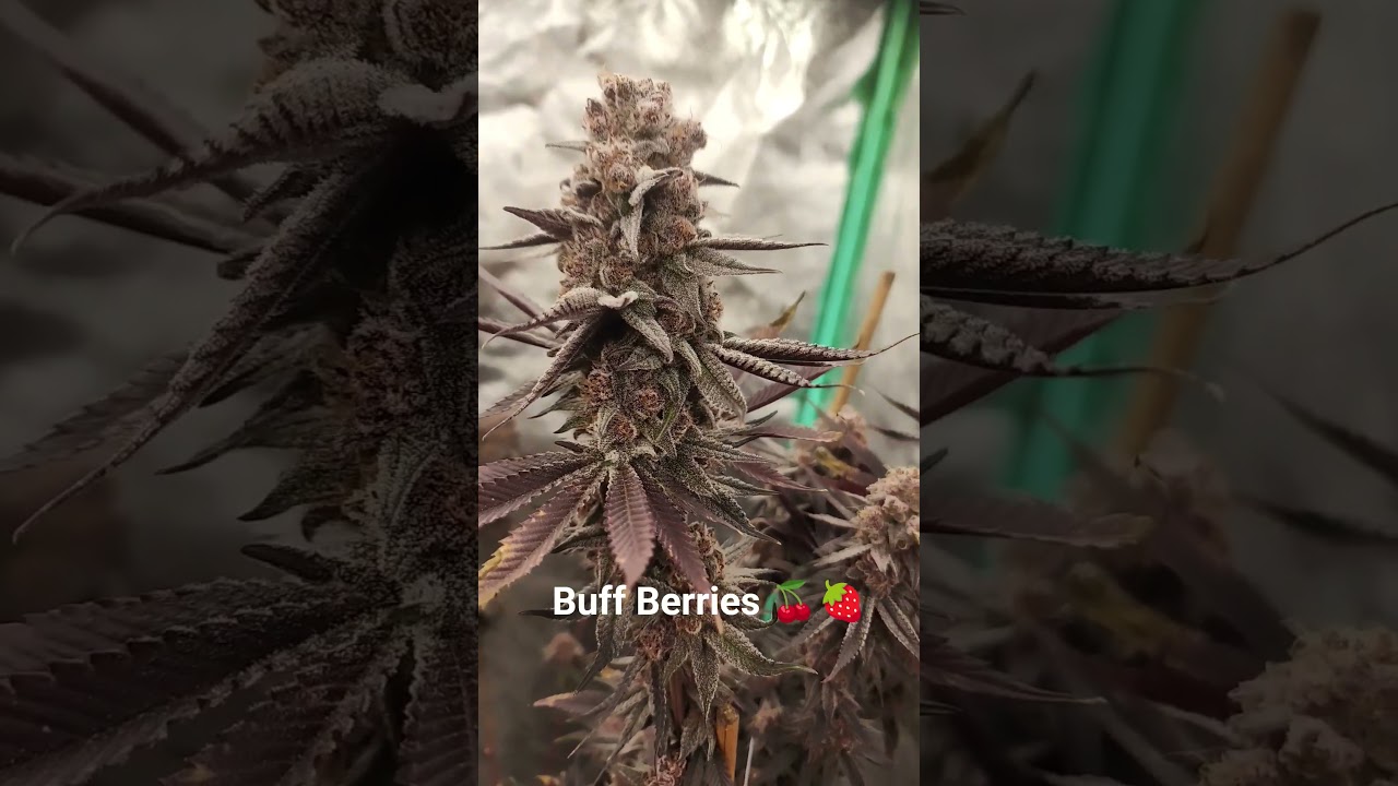 Buff Berries Harvest #garden #fire #organic