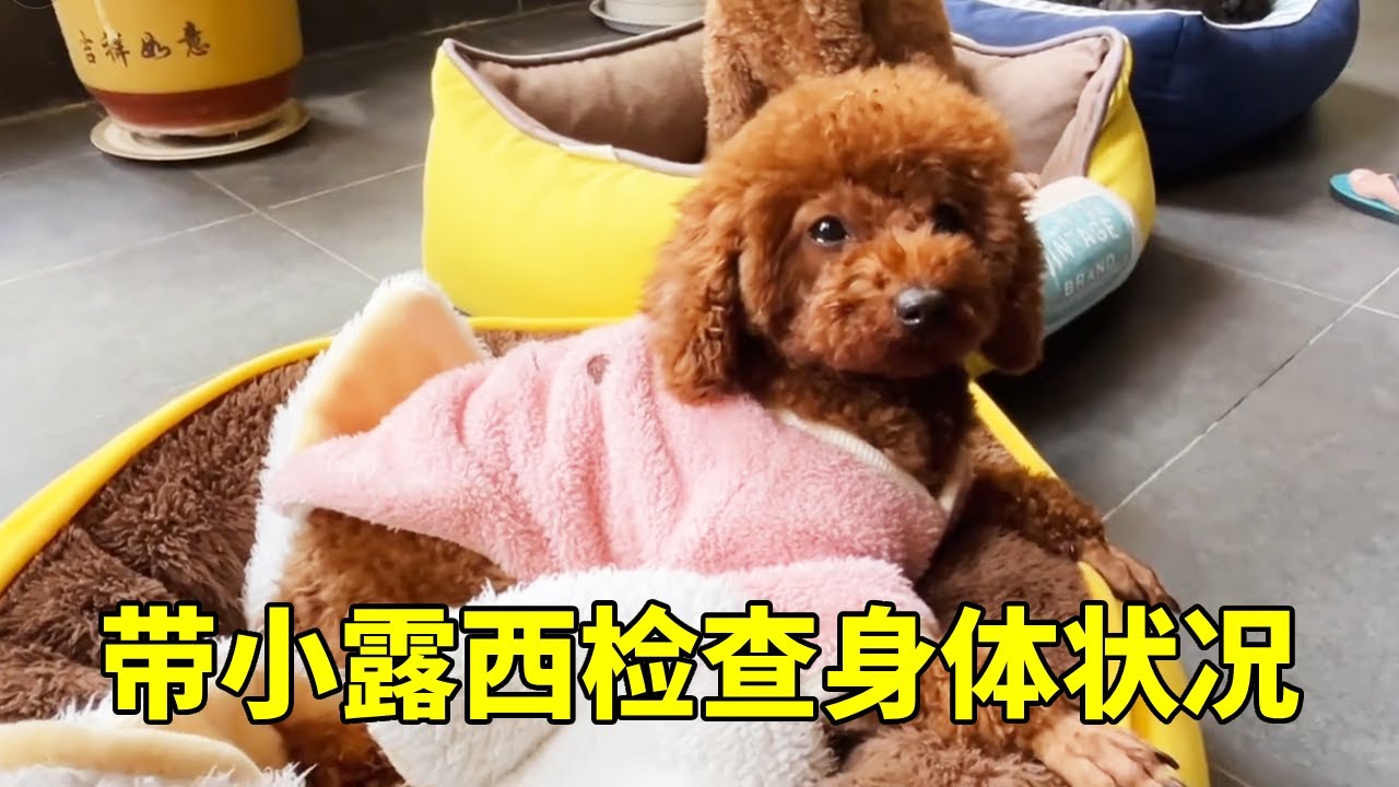 小露西回家一天了，今天带她去检查身体，没想到遇到一些小意外【红茶朱古力生活日记】