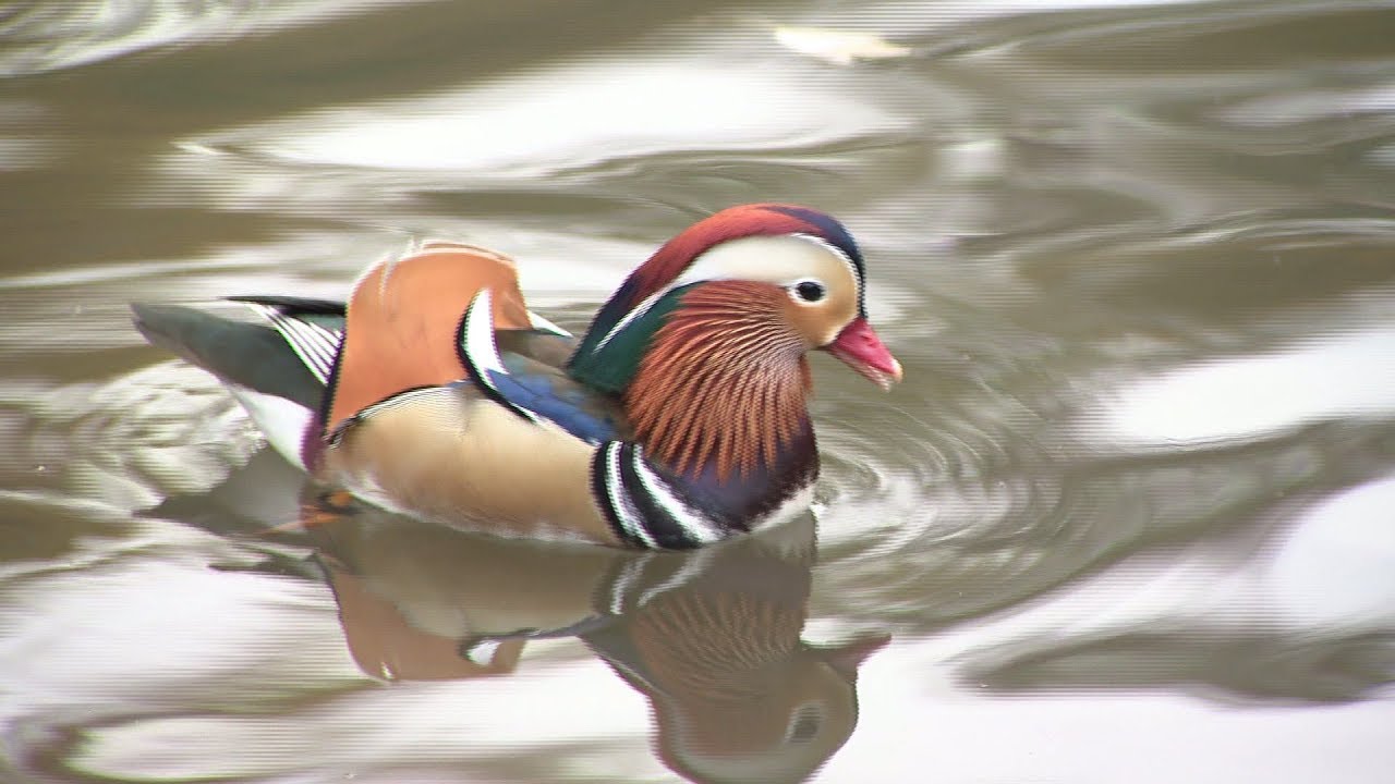 Mandarin duck in Central Park fascinates and delights