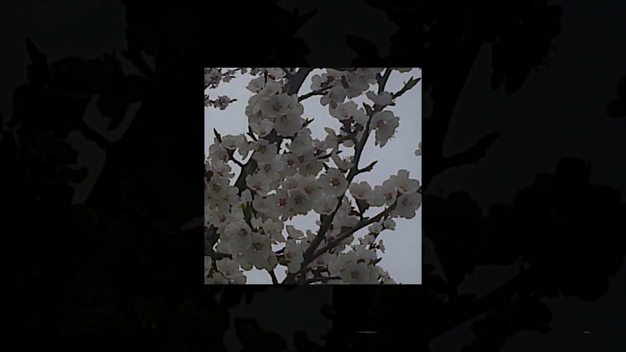 [FREE] Surrenderdorothy Type Beat 