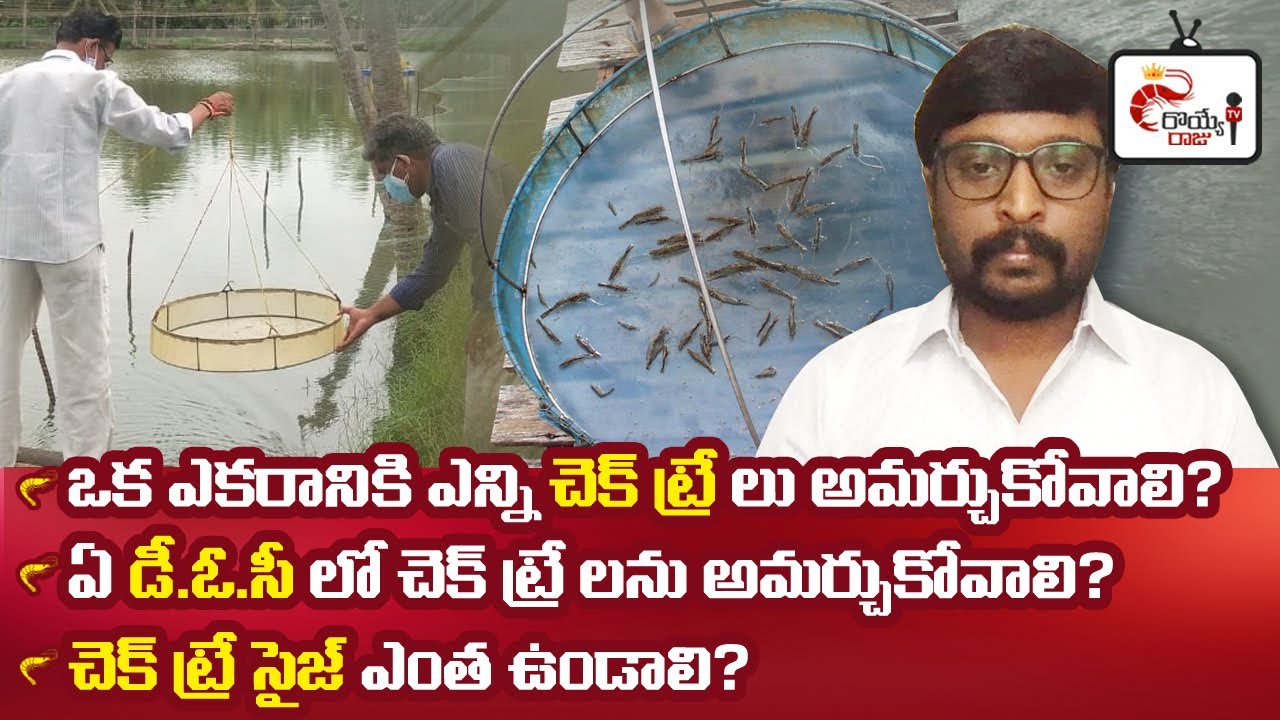 చెక్ ట్రే గురించి తెలుసుకోవాల్సిన అంశాలు || Check tray management ||feed management in shrimp pond